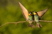 Żołna_Merops apiaster